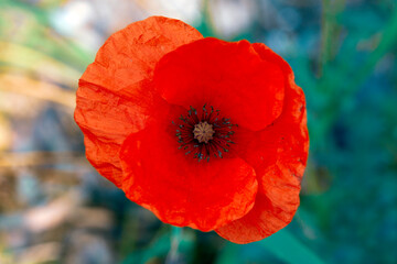 Macro top shot of an orange "Poppy" in soft focus and with motion blur in the background.