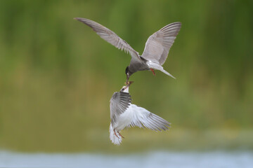 Obraz premium Trauerseeschwalbe Chlidonias niger