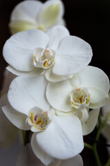 Close-up of white orchid with black background.