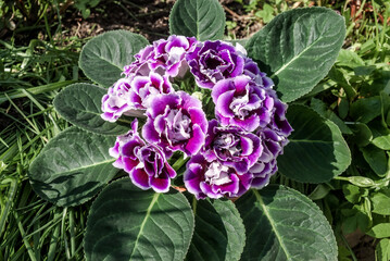 Gloxinia (Sinningia speciosa) in greenhouse