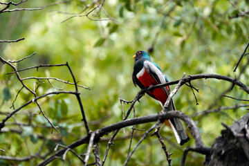 Elegant Trogon in Madera Canyon