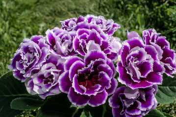 Gloxinia (Sinningia speciosa) in greenhouse