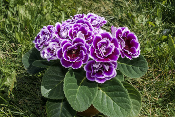 Gloxinia (Sinningia speciosa) in greenhouse