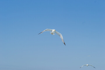 Evia island, Greece - June 28. 2020: Sea gull in a natural environment 