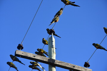 Obraz premium parrots in light pole in patagonia