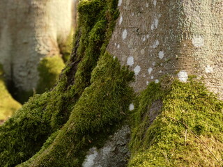 Tree trunks covered with green moss, Otomin, Poland