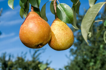 European Pear (Pyrus communis) in orchard