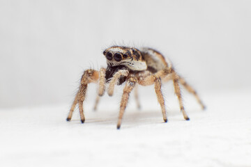spider on plain white background