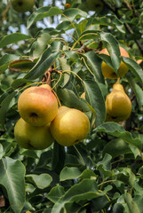 European Pear (Pyrus communis) in orchard