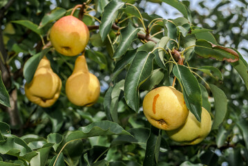 European Pear (Pyrus communis) in orchard
