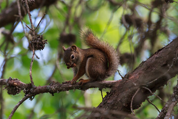 Naklejka na ściany i meble A red squirrel sitting in a tree with a seed in its mouth