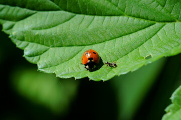 ladybird on leaf