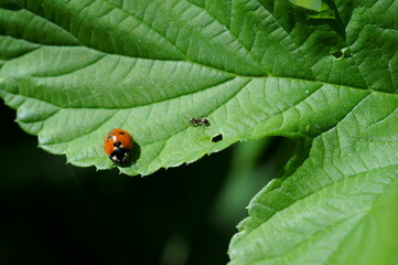 ladybug on leaf