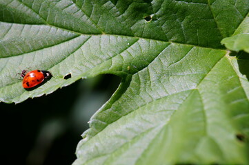 ladybug on leaf