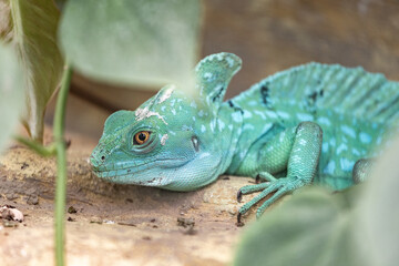 lizard on a tree