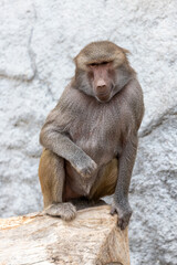 portrait of a baboon