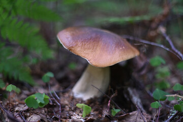 Mushroom - boletus on the forest edge