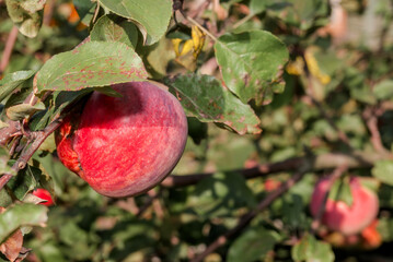 Apple Tree (Malus domestica) in orchard