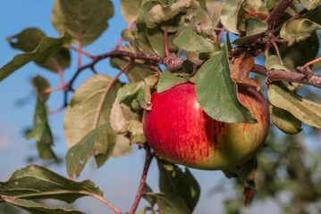 Apple Tree (Malus domestica) in orchard