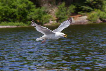An adult Herring Gull in flight over a northern Ontario lake. 