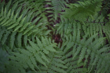 Green branches of a fern.