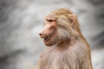 portrait of baboon
