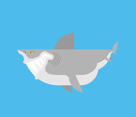 Shark cartoon isolated. Sea animal predator. Vector illustration