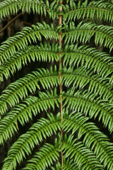 green fern leaf