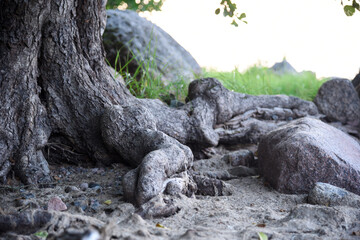 Strong tree roots on the ground 