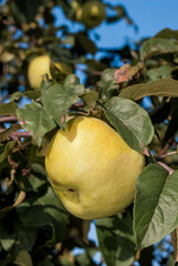 Apple Tree (Malus domestica) in orchard