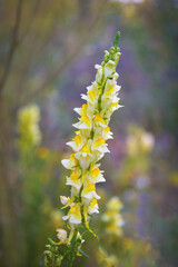 Yellow flowers on a blurred natural green background. Abstract floral background.