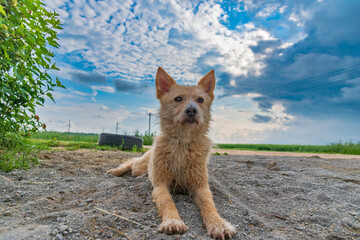 A homeless red dog lies on the road. Close-up photographed.