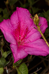 Fototapeta premium Close up photograph of plants in botanical garden