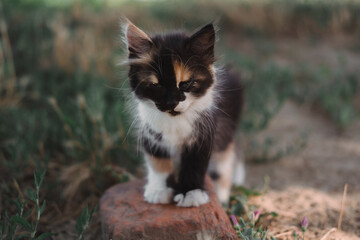 Naklejka na ściany i meble Small fluffy kitten tricolor. The kitten walks in nature, sits in the grass and poses. Home young three-colored cat. Charming little black and red and white kitten.