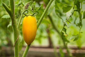 a yellow ripe tomato hangs on a green branch in a greenhouse