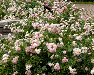 Fototapeta premium Pink Roses on a Bush