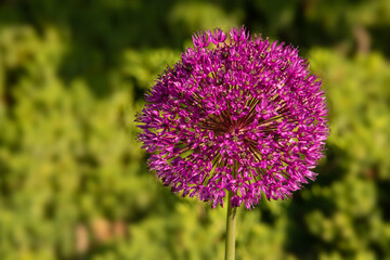 Deep Purple Globe Allium
