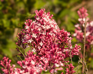 Fototapeta premium Closeup of Korean Lilac Buds and Blossoms