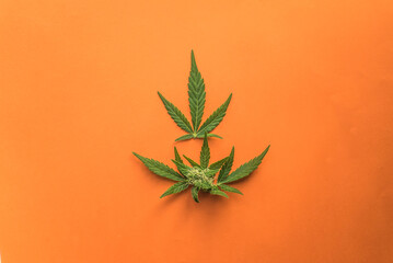 cannabis marijuana leaves in crown shape on bright orange background