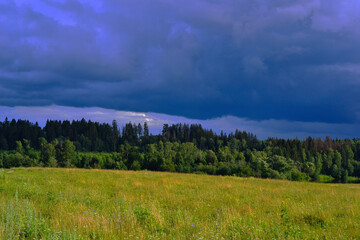 forest in the mountains