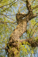Willoow Trunk with Spring Foliage