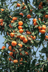 Mandarin (Citrus reticulata) in orchard, Abkhazia