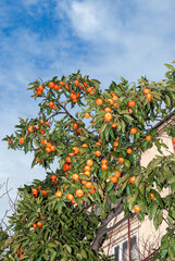 Mandarin (Citrus reticulata) in orchard, Abkhazia