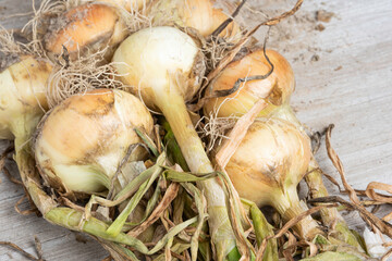Freshly Unearthed Harvest Of Sweet White Onions