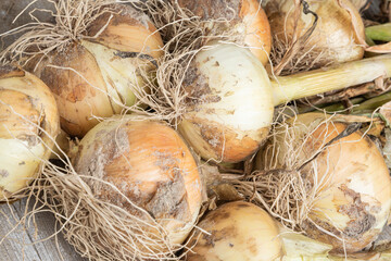 Freshly Unearthed Harvest Of Sweet White Onions