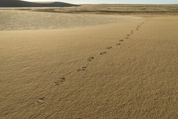 Traces in the sand of Chad desert