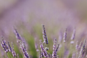 Les Champs de Lavande en Provence © lorabarra