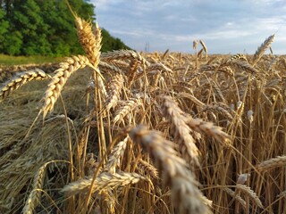 Fototapeta na wymiar Field of gold ripe wheat