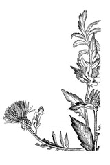 letters from the devil break; graphic black and white drawing of the font; a unique witch grass font for postcards, magic illustrations for Halloween
