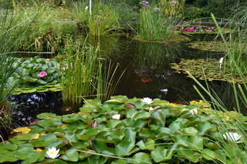 Seerosenteich im Botanischen Garten in Freiburg